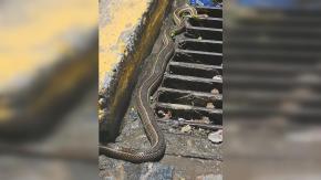 Serpiente avistada en el centro de Valparaíso sorprende a transeúntes: solicitaron apoyo del SAG Serpiente avistada en el centro de Valparaíso sorprende a transeúntes: solicitaron apoyo del SAG