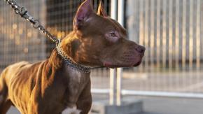 Hombre en EE.UU. muere tras ser brutalmente atacado por sus tres perros pitbull en pleno parque Hombre en EE.UU. muere tras ser brutalmente atacado por sus tres perros pitbull en pleno parque