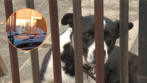 Sujeto dispara contra perro y apunta a sus dueños en San Pedro de la Paz