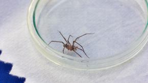 Araña de rincón: ¿Cómo reconocerlas y qué hacer si te muerden? Araña de rincón: ¿Cómo reconocerlas y qué hacer si te muerden?