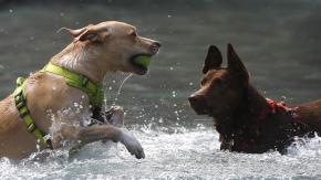 Las razas de perros con más probabilidad de sufrir un golpe de calor: Así puedes protegerlas Las razas de perros con más probabilidad de sufrir un golpe de calor: Así puedes protegerlas