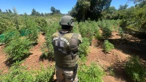 Carabineros detectó con drones más de 1.300 plantas de marihuana en Pemuco