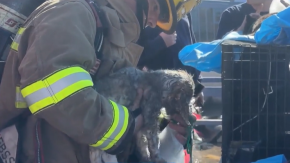 Más de 500 mascotas mueren tras incendio en centro comercial en Dallas