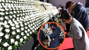 Perro que perdió a toda su familia en accidente aéreo de Corea del Sur es captado en memorial de víctimas