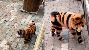Zoológico en China causa indignación al pintar a perros para que parezcan tigres Zoológico en China causa indignación al pintar a perros para que parezcan tigres