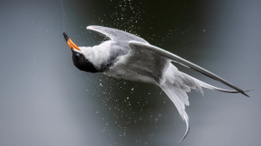 Premios de Fotografía de Audubon 2025 se extienden por primera vez a Chile Premios de Fotografía de Audubon 2025 se extienden por primera vez a Chile