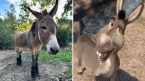 A los 30 años murió Perry, el burro que inspiró el personaje de "Shrek"