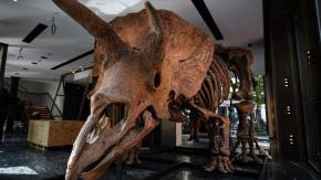 El lucrativo y turbio mercado de los restos de dinosaurios El lucrativo y turbio mercado de los restos de dinosaurios