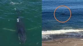 Ballena jorobada se alimenta cerca de Playa Brava de Iquique: Autoridades llaman a mantener la distancia Ballena jorobada se alimenta cerca de Playa Brava de Iquique: Autoridades llaman a mantener la distancia