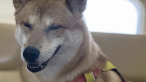 Perro escapó de hotel canino en China: Fue atropellado y unos hombres lo encontraron y cocinaron Perro escapó de hotel canino en China: Fue atropellado y unos hombres lo encontraron y cocinaron