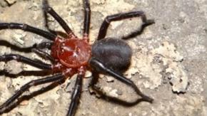¿Es peligrosa para las personas? Lo que se sabe de la Calathotarsus gigas, nueva araña descubierta en Talca ¿Es peligrosa para las personas? Lo que se sabe de la Calathotarsus gigas, nueva araña descubierta en Talca