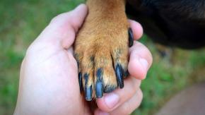 Ola de calor: ¿Cómo cuidar las patitas de tu perro al sacarlo a pasear? Ola de calor: ¿Cómo cuidar las patitas de tu perro al sacarlo a pasear?