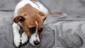 Depresión canina: Cómo ayudar a tu perro si muestra síntomas de depresión 