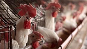 Cepa de gripe aviar -transmisible al ser humano- reaparece en una granja de Estados Unidos Cepa de gripe aviar -transmisible al ser humano- reaparece en una granja de Estados Unidos