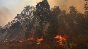 Fiscalía confirma la detención de cinco personas por incendios en La Araucanía