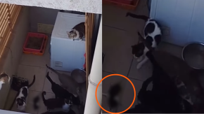 ONG denuncia grave abandono de gatos en departamento de La Cisterna: Uno de ellos estaría muerto hace días