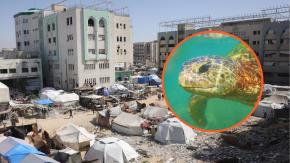 "Los niños eran reacios": Palestinos en Gaza recurren a carne de tortuga ante escasez de alimentos por guerra