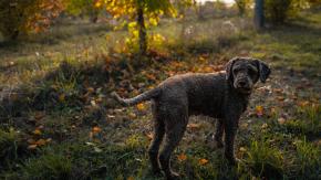 ¿Sobreviviría un perro solo en la naturaleza?