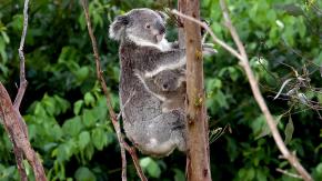 Polémica en Australia: Francotiradores en helicóptero mataron a 750 koalas, con el aval del gobierno local