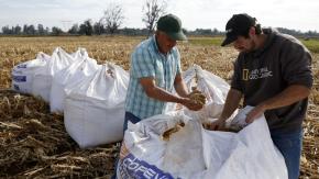 Chile desarrolla un arroz resistente capaz de adaptarse al cambio climático: se probará también en Brasil y Uruguay