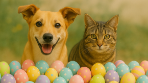 Semana Santa: ¿Qué hacer si mi mascota comió huevitos de chocolate?