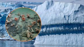 Arañas marinas gigantes y más: El increíble ecosistema submarino que reveló desprendimiento de iceberg en la Antártida Arañas marinas gigantes y más: El increíble ecosistema submarino que reveló desprendimiento de iceberg en la Antártida