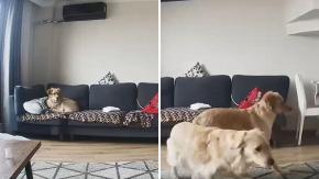VIDEO | La desesperación de dos perritos que sufrieron con el terremoto en Turquía
