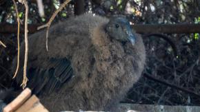 Anuncian nacimiento de cóndor en Parque Zoológico de Quilpué: será liberado