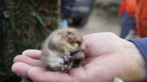 Encuentran vivo a un monito del monte entre bolsas de basura en La Araucanía: Está en peligro de extinción
