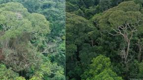 Descubren árbol que "electrocuta" a vecinos para sobrevivir Descubren árbol que "electrocuta" a vecinos para sobrevivir