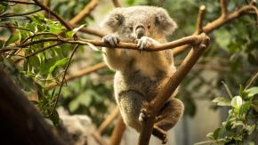 ¿Por qué más de 700 koalas fueron sacrificados por francotiradores desde helicópteros en Australia?	