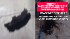 Denuncian a hombre que habría matado a ocho cachorros en Pudahuel