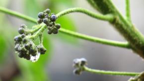 Ciudadano chino muere en Cesfam por intoxicación: investigan consumo de planta en Los Andes Ciudadano chino muere en Cesfam por intoxicación: investigan consumo de planta en Los Andes