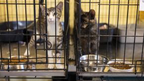 ¿"Narco michi"? Policía de Costa Rica atrapa a gato que era usado para ingresar droga a cárcel ¿"Narco michi"? Policía de Costa Rica atrapa a gato que era usado para ingresar droga a cárcel