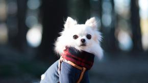 ¿Deben usar ropa las mascotas frente a las bajas temperaturas? ¿Deben usar ropa las mascotas frente a las bajas temperaturas?