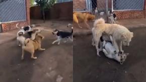 "Perro aura" es viral por detener pelea sin morder ni ladrar: experto aclara conducta y reacción de los otros canes "Perro aura" es viral por detener pelea sin morder ni ladrar: experto aclara conducta y reacción de los otros canes