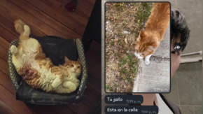 Gato escapó de su casa en Renca y apareció en Quilpué: se habría escondido en el motor de un auto