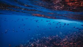 Científicos calculan que hemos visto apenas el 0,001 % de las profundidades del mar	 