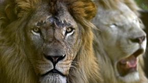 Un león mata a un empresario alemán en un safari de lujo en Namibia Un león mata a un empresario alemán en un safari de lujo en Namibia