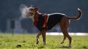 ¡Llegó el invierno!: Dónde debería dormir tu perro, según los expertos