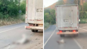 Condenan a dos hombres que arrastraron a un perro con un camión en La Calera: no podrán volver a tener animales