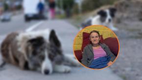 "Nadie me ayudó": El doloroso relato de adulta mayor atacada por jauría de 20 perros callejeros en San Clemente "Nadie me ayudó": El doloroso relato de adulta mayor atacada por jauría de 20 perros callejeros en San Clemente