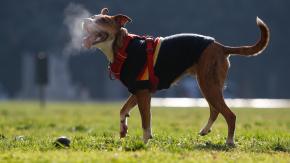 No basta con ponerles chaleco: Veterinario entrega recomendaciones para evitar que tu mascota se resfríe en invierno No basta con ponerles chaleco: Veterinario entrega recomendaciones para evitar que tu mascota se resfríe en invierno