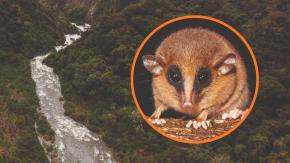 Conoce a la Marmosa chachapoya: Hallan nueva especie de marsupial en Amazonía de Perú Conoce a la Marmosa chachapoya: Hallan nueva especie de marsupial en Amazonía de Perú