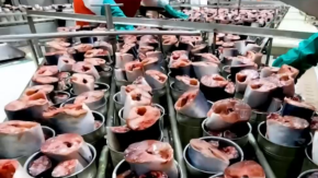 Inician sumario contra jurel de mercado chino: Investigan diferencias con pescado nacional