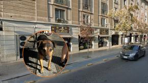 Conmovedora despedida de Oso, querido perro del sector Portugal con Alameda: piden mural o placa en su memoria