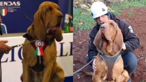 Conmoción en Italia: reconocido perro de rescate muere envenenado tras ingerir salchicha llena de clavos