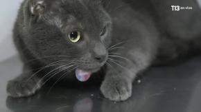 Mi Historia: Delivet y sus servicios para cuidar a nuestras mascotas