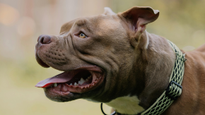 Madre irá a la cárcel de EE.UU: amarró a su hijo de 6 años para disciplinarlo y menor fue atacado por un pitbull