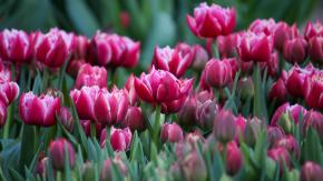 Nueva norma del SAG podría dejar a Chile sin especies como Tulipanes, Liliums y Gladiolos